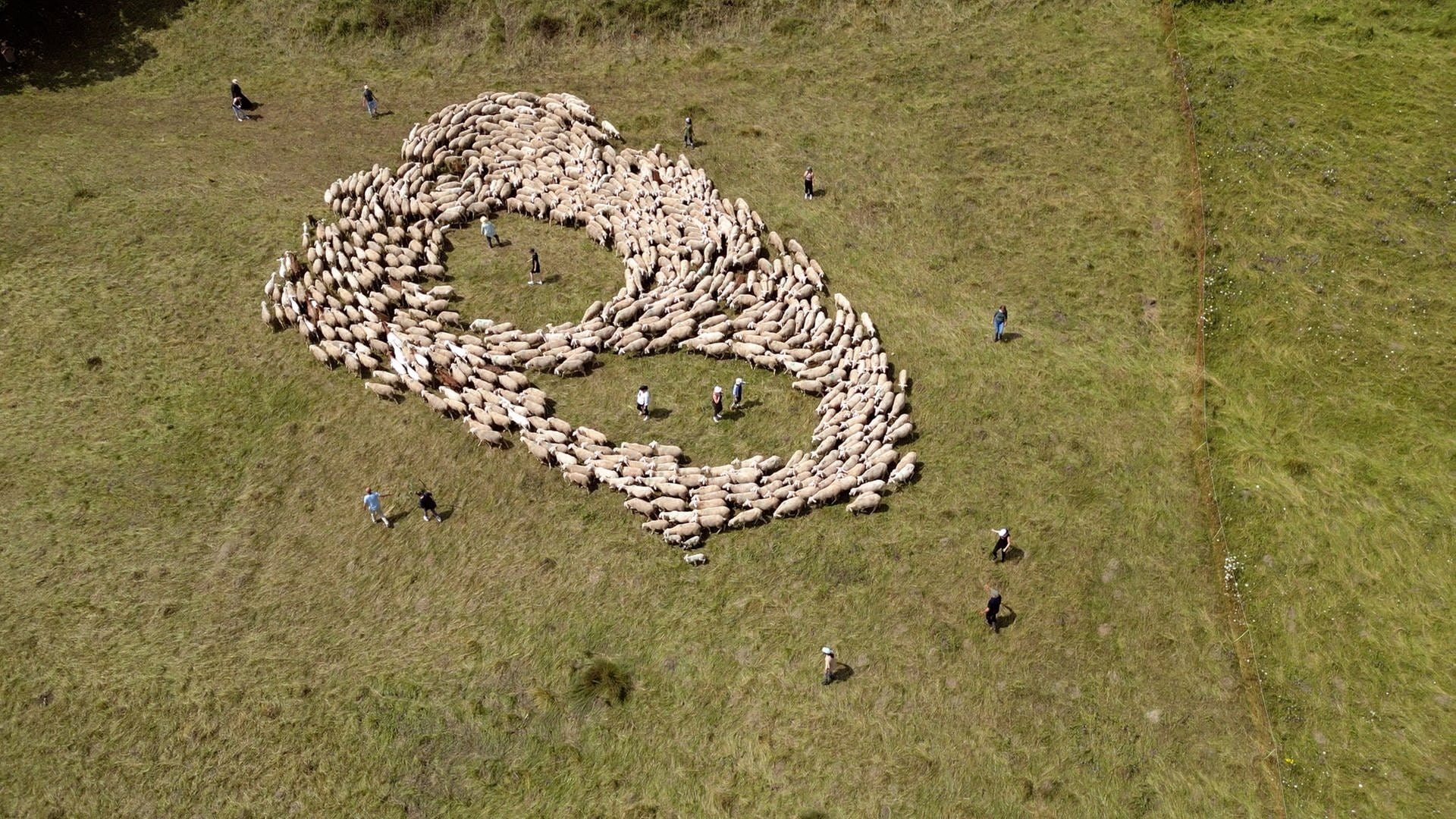 Warum Erzieherinnen und Erzieher 700 Schafe auf der Alb hüten