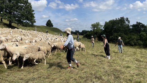 Erziehrinnen und Erzieher leiten die Schafe über eine Wiese.