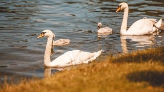 Nicht nur Flamingos, sondern auch Schwäne sind am Start