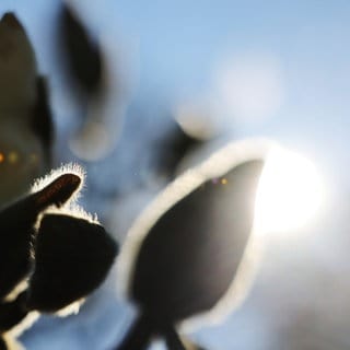 Die März-Sonne scheint hinter Magnolien-Knospen in der Flora.