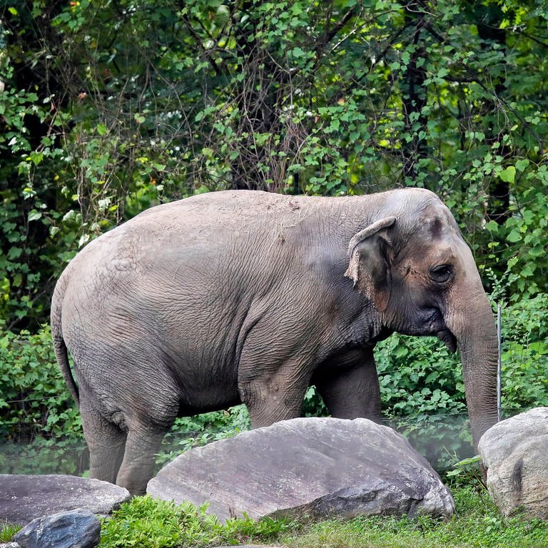 Botswana Elefanten - Figure 1