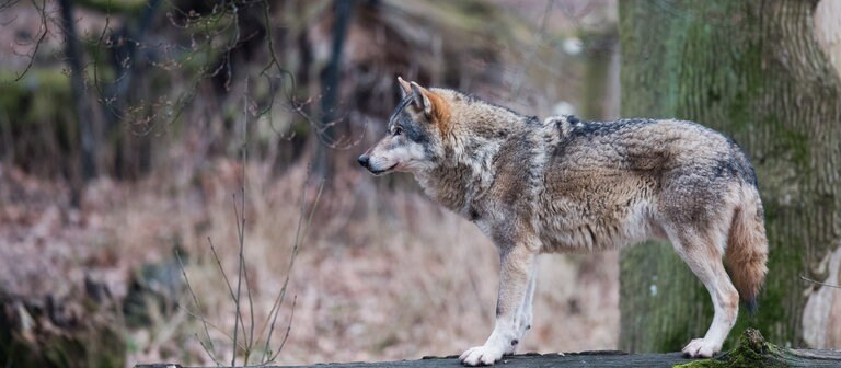 Wölfe Zahl Der Wolfsrisse In Baden Württemberg Gestiegen Newszone