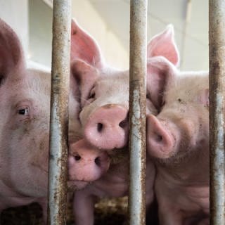 Mehrere Schweine drücken ihre Nasen durch eine vergitterte Stalltür.