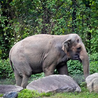 Elefant Happy Bronx Zoo New York