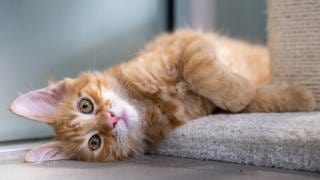 Kosten beim Tierarzt steigen ab November - besonders für Katzen