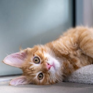 Kosten beim Tierarzt steigen ab November - besonders für Katzen