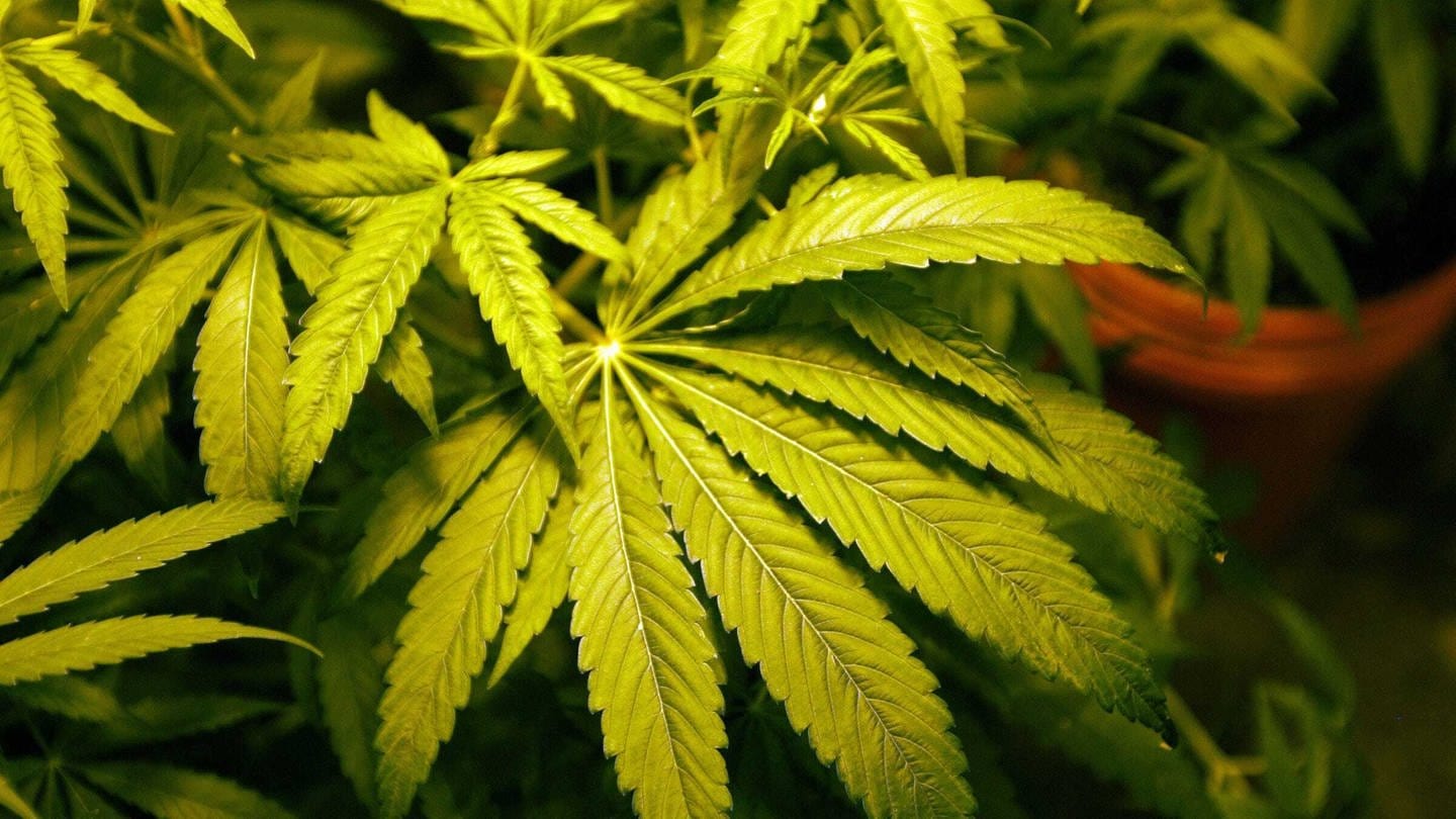 Medizinisches Marihuana wird angebaut.