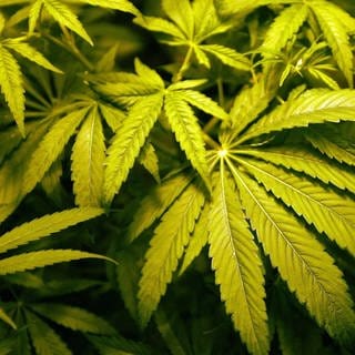 Medizinisches Marihuana wird angebaut.