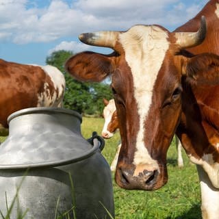 Eine Kuh steht zusammen mit anderen Kühen und einem Behälter für Milch auf der Weide