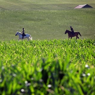 Zwei junge Frauen bei einem Reitausflug hinter einem Maisfeld. 