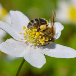 Eine Biene sucht Blütenpollen auf einem Buschwindröschen, die gesammelten Blütenpollen sind bereits an den Beinen der Biene zu erkennen.