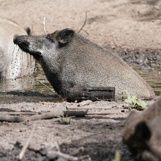 Wildschweine suhlen sich im Schlamm  im Sauerland musste die Feuerwehr zwölf Tiere aus einem Wassergraben retten.
