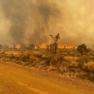 Der gewaltige Waldbrand im kalifornischen Mojave National Preserve breitet sich durch unberechenbaren Wind weiter aus.