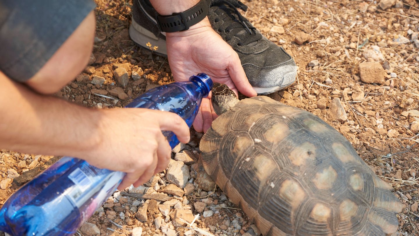 Ein Mann in Griechenland gibt einer Schildkröte nach den Waldbränden Wasser.