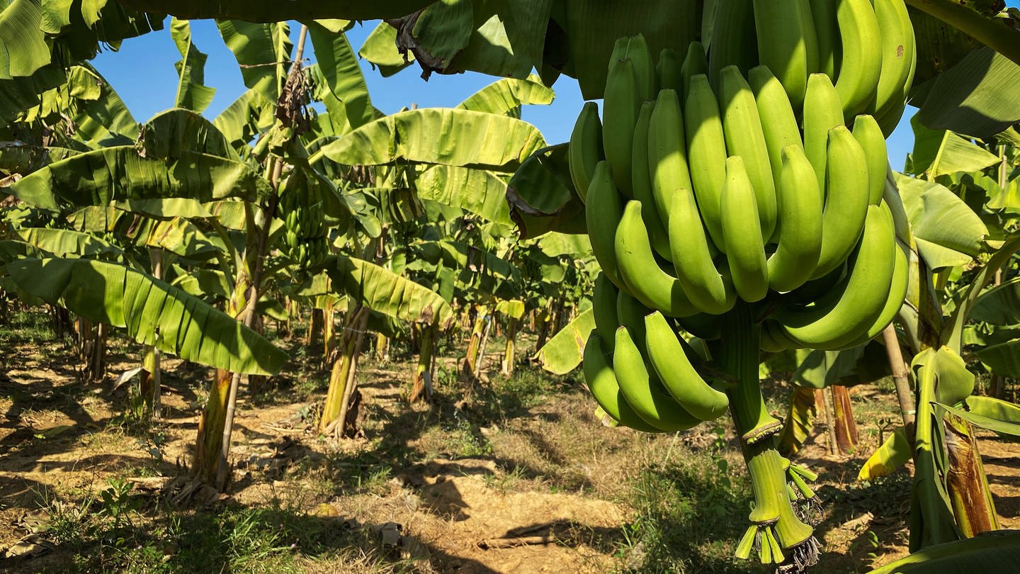 SYMBOLBILD. Eine Bananenstaude auf einer Bananenplantage.