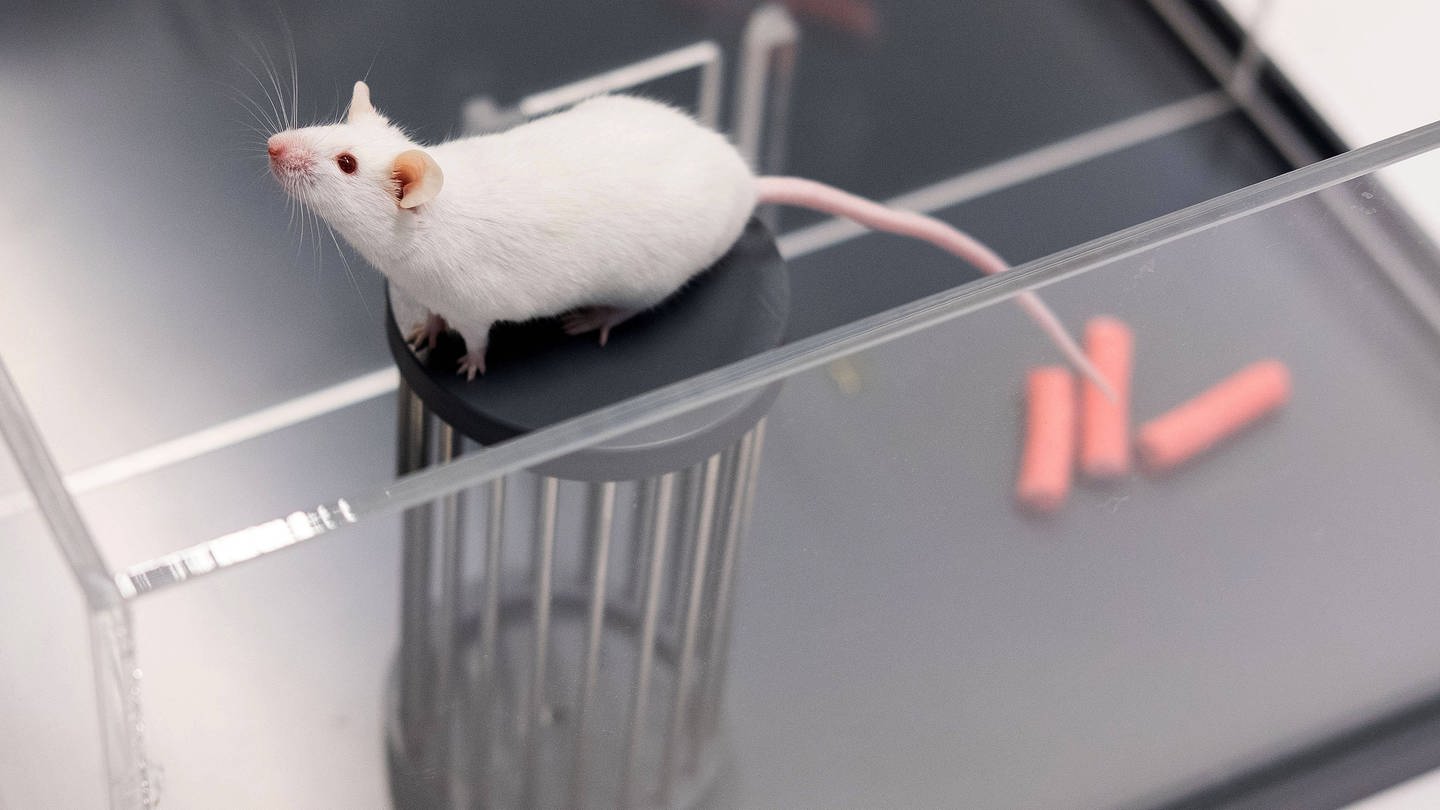 Maus in einer Two Choice Discrimination Versuchsanordnung im Biomedizinischem Forschungszentrum der Justus-Liebig-Universitaet Giessen