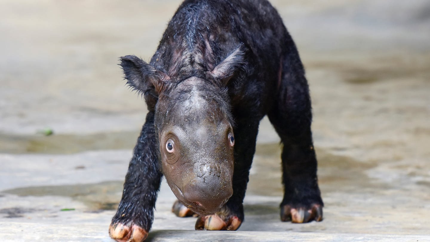 Das Foto, das vom indonesischen Ministerium für Umwelt und Forstwirtschaft veröffentlicht wurde, zeigt ein neugeborenes männliches Sumatra-Nashorn-Kalb im Sumatra-Nashorn-Schutzgebiet im indonesischen Nationalpark Way Kambas im Osten der Insel Sumatra.