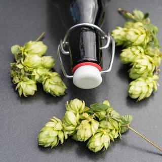 Eine Studie von Wissenschaftlern an den Universitäten Tübingen und Hohenheim zeigt, dass Inhaltsstoffe von Hopfen und Bier gegen Covid helfen können.