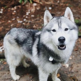 Foto von Kobe, dem Hund, der das Gasleck entdeckt hat und damit die Nachbarschaft gerettet hat