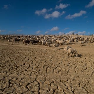 Schafe auf einer komplett trockenen Ebene: Im Süden von Spanien herrscht Anfang 2024 eine extreme Dürre. 