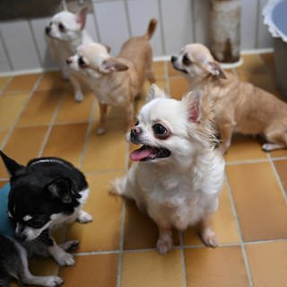 Gerettete Chihuahua Hunde aus einem Fall von "animal hoarding" (pathologisches Horten von Tieren) sind im Tierheim Stuttgart untergebracht und werden von hier an neue verantwortungsvolle Besitzer verteilt.