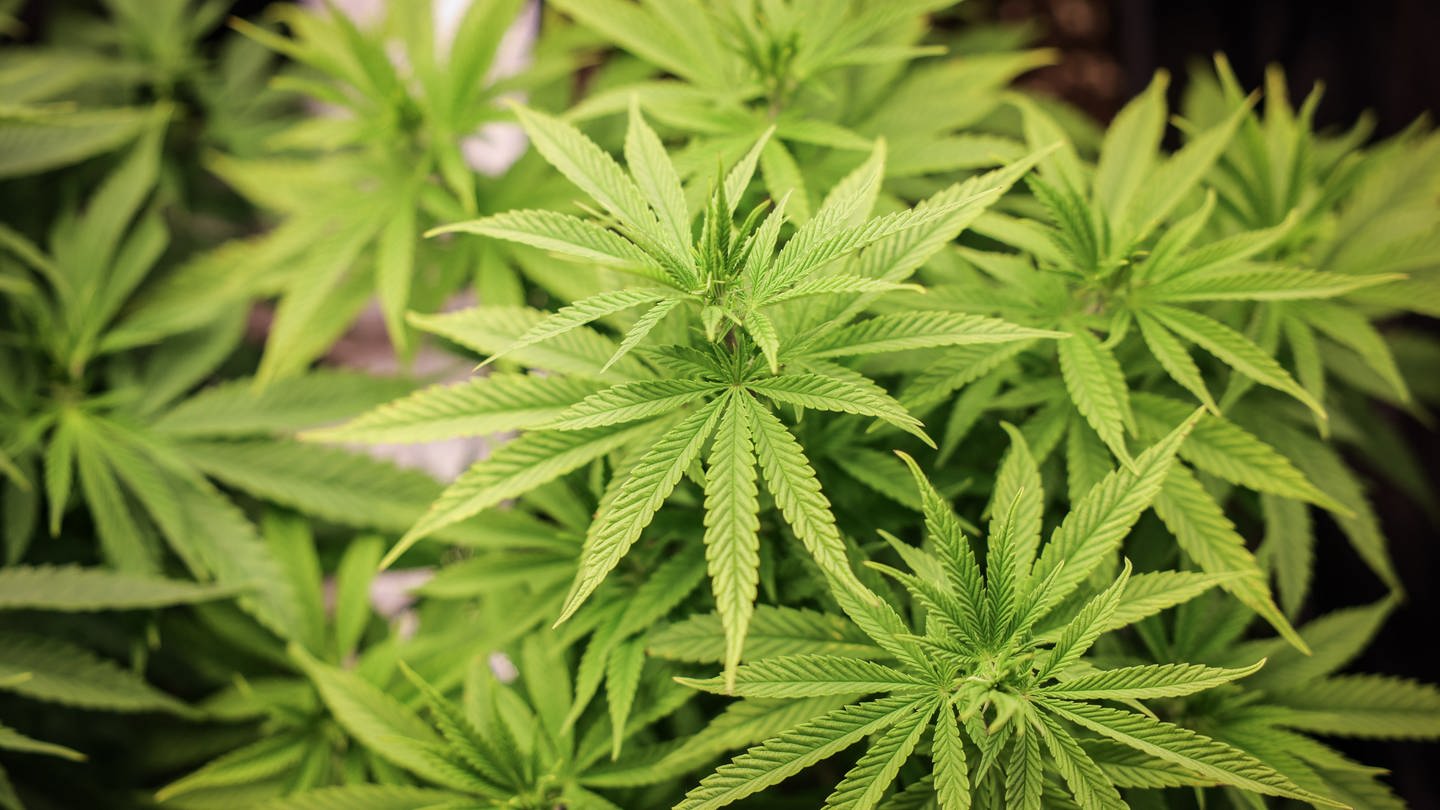 Cannabispflanzen - Eigentlich soll Cannabis ab April legal werden. Aber: Einige Politiker haben was dagegen. Das Gesetz könnte auf Oktober verschiben werden