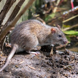 Ein Foto von einer Ratte 