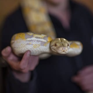 Frau hält eine Albino-Python: Python sollte Kind fressen