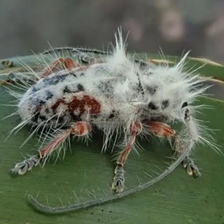 Ein neuer Käfer wurde in Australien entdeckt.