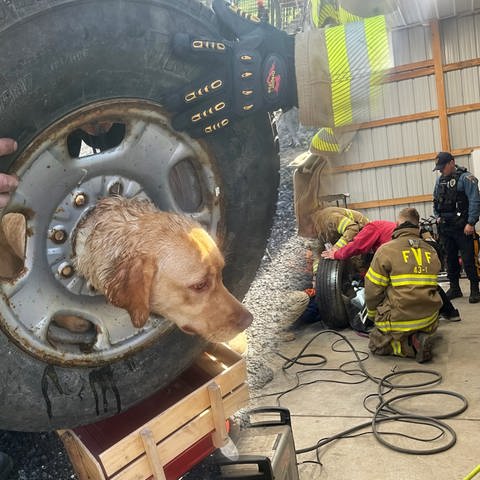 Im US-Bundesstaat New Jersey steckte eine Hündin mit ihrem Kopf in einer Felge fest. 😳 Erst gab es Struggle - doch am Ende konnte die Feuerwehr den Vierbeiner befreien.
