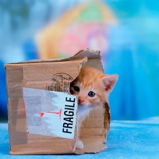 Baby-Katze im Karton. (Foto: IMAGO, IMAGO / imagebroker)