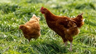 Weidehühner halten sich auf einer Wiese auf. 