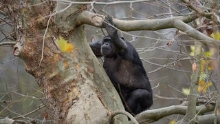 Ein Schimpanse klettert auf einem herbstlich kahlen Baum im Zoo Neuwied.