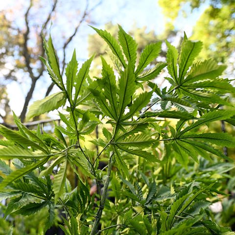 Eine Cannabis-Pflanze ist während der «420»-Veranstaltung anlässlich des Internationalen Tages des Cannabis in den Flagstaff Gardens zu sehen