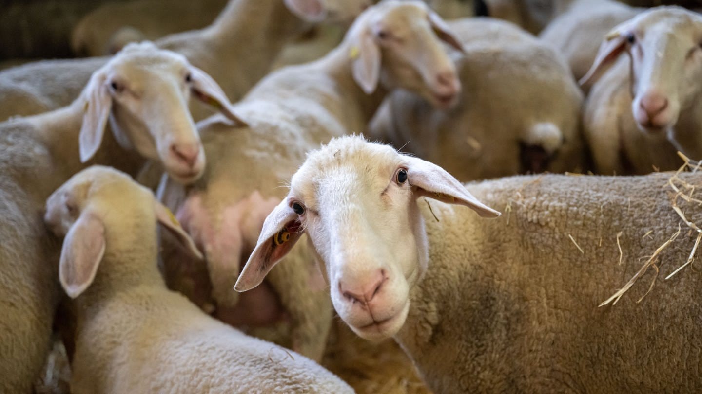 Schafe stehen während eines Pressetermins der bayerischen Landesanstalt für Landwirtschaft in den Stallungen der Einrichtung.