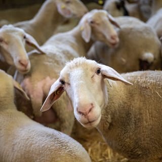 Schafe stehen während eines Pressetermins der bayerischen Landesanstalt für Landwirtschaft in den Stallungen der Einrichtung. 
