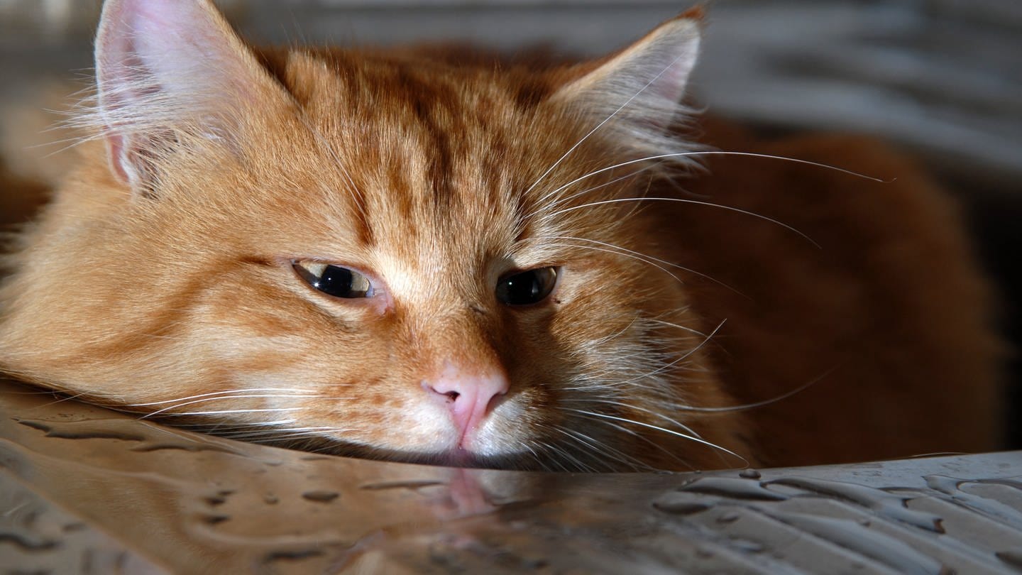 Eine rote Katze sitzt in einem Waschbecken aus Metall mit Wassertropfen. (Symbolbild)