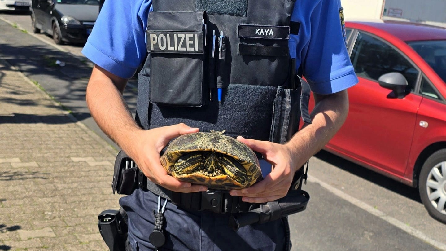 Auf der Frankfurter Autobahn hat eine Schildkröte die Autobahn überquert - unbeschadet!