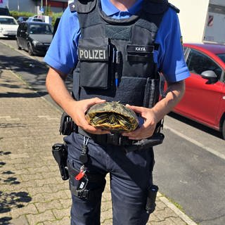 Auf der Frankfurter Autobahn hat eine Schildkröte die Autobahn überquert - unbeschadet!