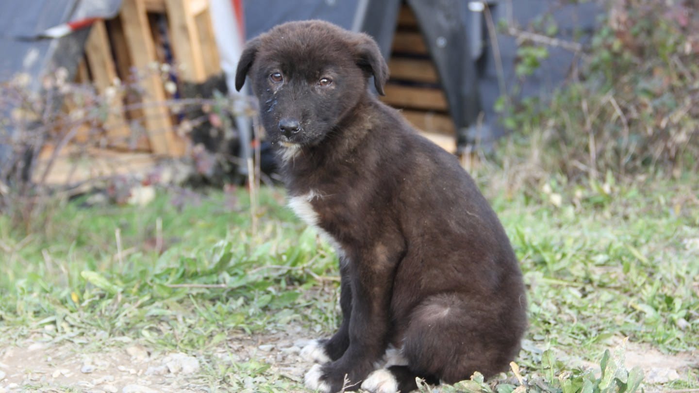 Ein junger Hund sitzt im Beykoz-Wald.