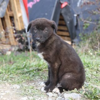 Ein junger Hund sitzt im Beykoz-Wald.