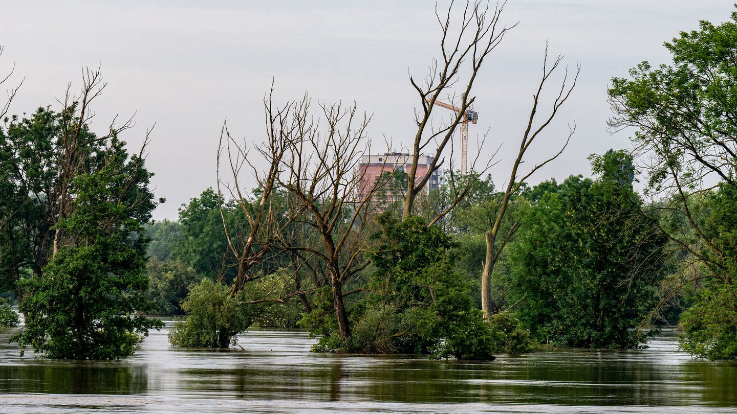SYMBOLBILD: Bäume stehen im Hochwasser der Donau.