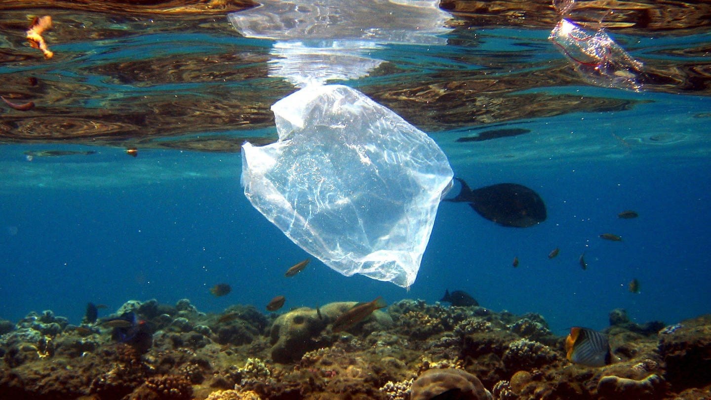 Eine Plastiktüte schwimmt über Korallen im Meer. Forschende haben einen Meerespilz entdeckt, der Plastik frisst.