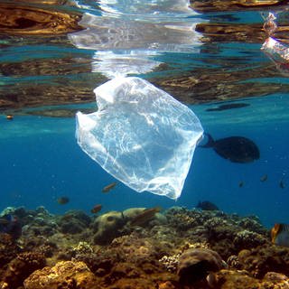 Eine Plastiktüte schwimmt über Korallen im Meer. Forschende haben einen Meerespilz entdeckt, der Plastik frisst.