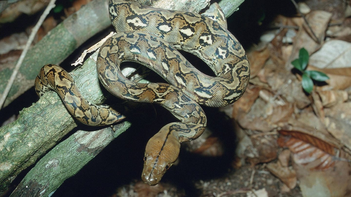 Sulawesi Python