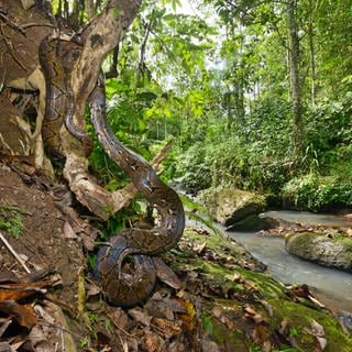 Sulawesi Python im Wald