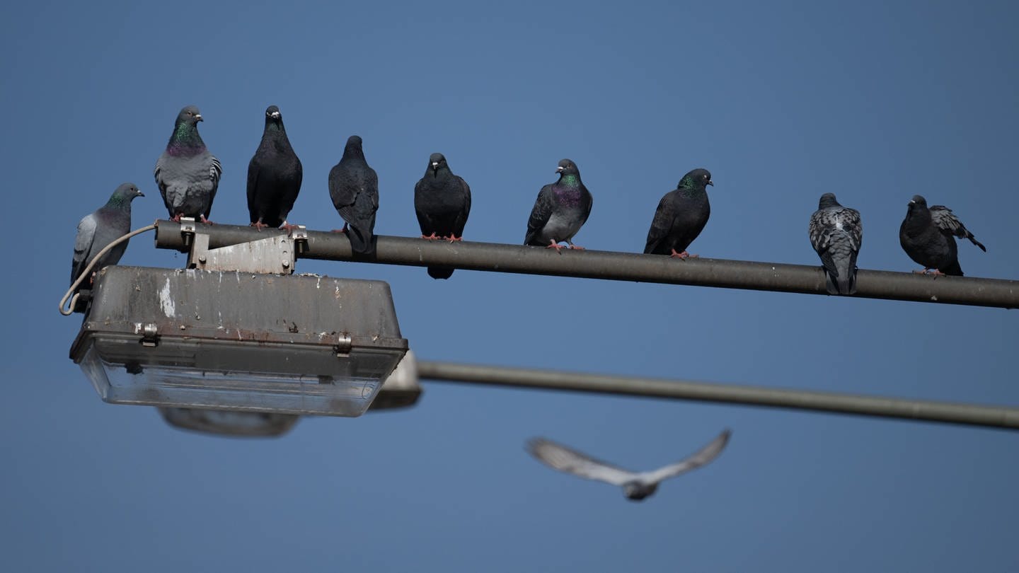 Tauben sitzen auf einer Laterne (Symbolbild)