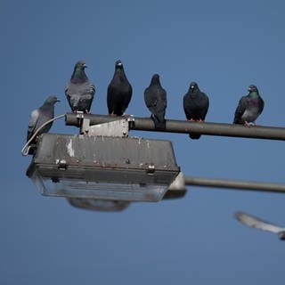 Tauben sitzen auf einer Laterne (Symbolbild)