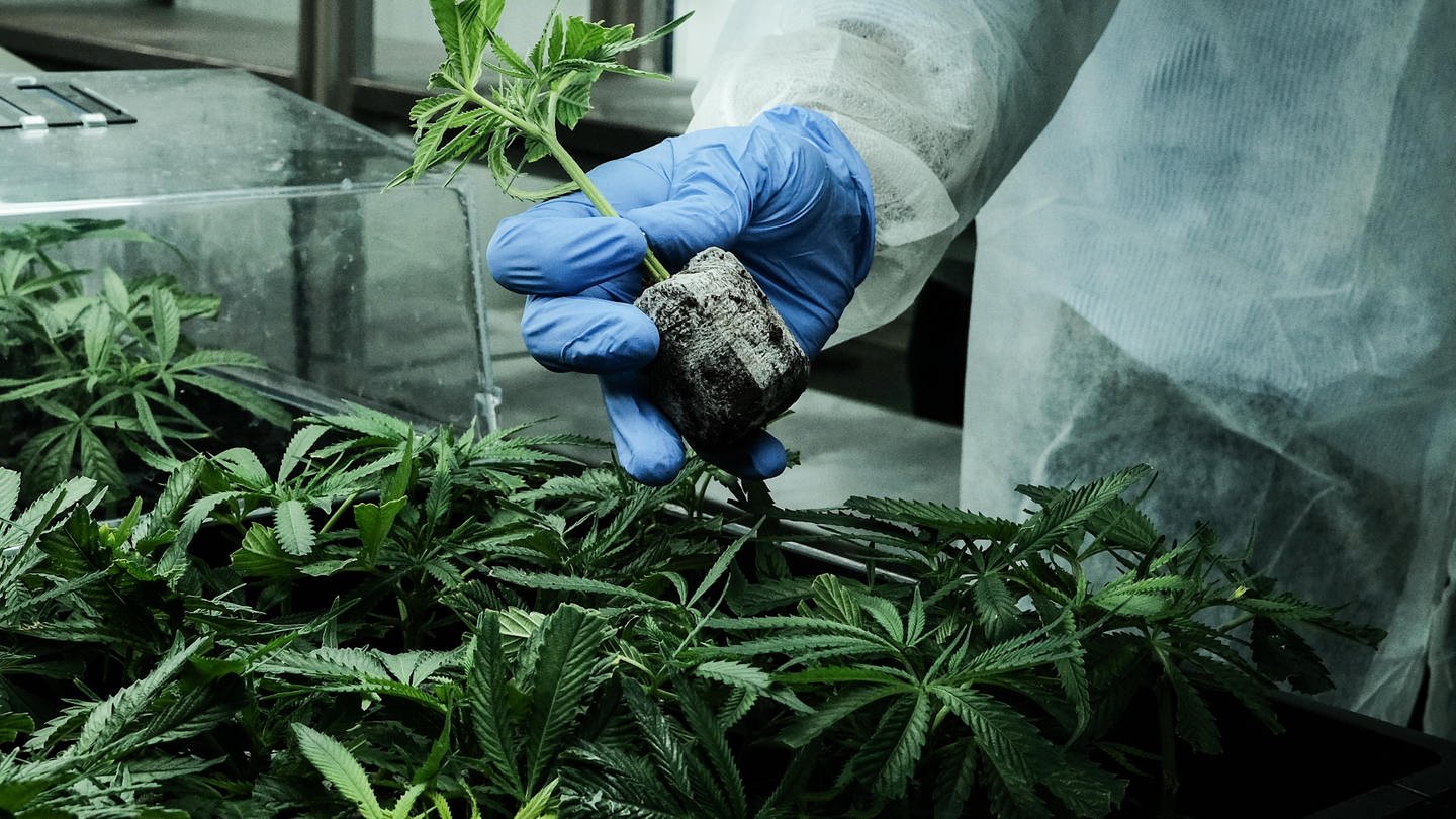 Hand hält Cannabis-Pflanze