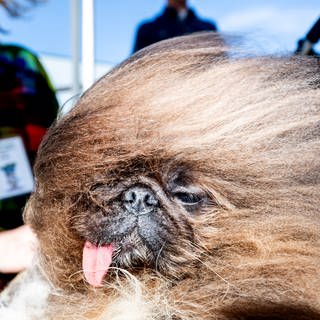 Der Pekinese Wild Thang ist der hässlichste Hund der Welt.